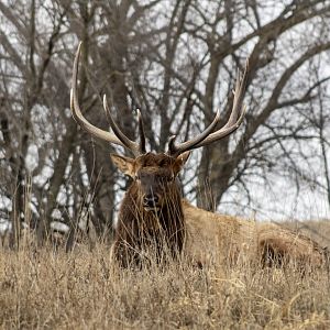 Bull Elk