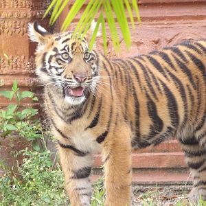 Sumatran Tiger cub(Panthera tigris sumatrae)