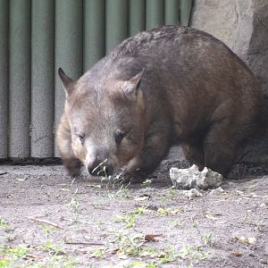 Southern Hairy-Nosed Wombat(Lasiorhinus latifrons)