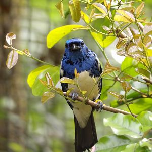 Turquoise Tanager(Tangara mexicana)