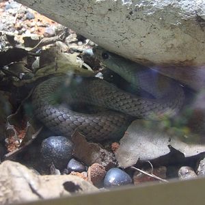 Cuban Racer(Cubophis cantherigerus)