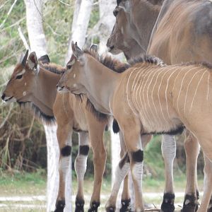 Giant Eland calves(Taurotragus derbianus)