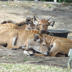 Giant Eland Calf cuddle pile(Taurotragus derbianus)