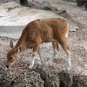 Banteng calf(Bos javanicus)