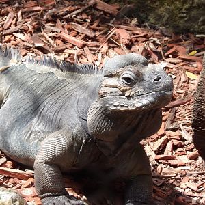 Rhinoceros Iguana(Cyclura cornuta)