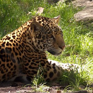 Jaguar cub(Panthera onca)