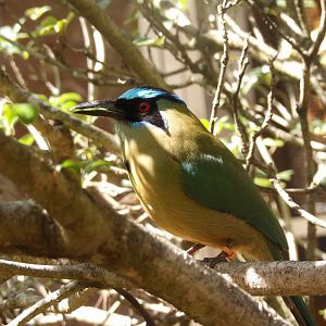 Blue-Crowned Motmot(Momotus momota)