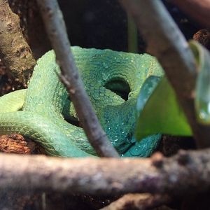 March's Palm Pit-Viper(Bothriechis marchi)