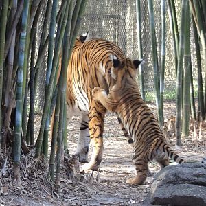 Malayan Tiger cub and mom(Panthera tigris jacksoni)