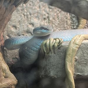 Blue Komodo Island Pit-Viper(Trimeresurus insularis)