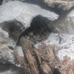 Caatinga Lancehead(Bothrops erythromelas)