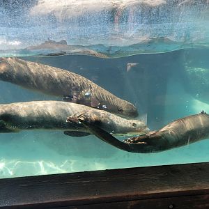 Giant River Otters(Pteronura brasiliensis)