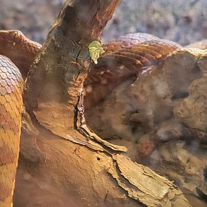 viper ID - Jacksonville Zoo 2024