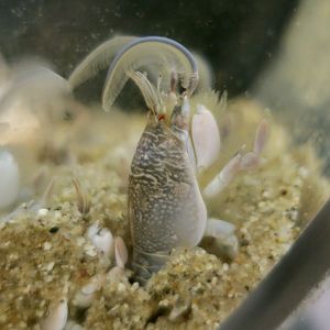 Pacific Sand Crab (Emerita analoga)
