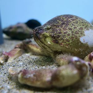Globose Sand Crab (Randallia ornata)