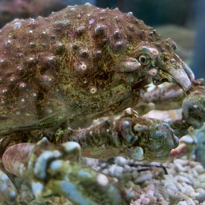 Sheep Crab (Loxorhynchus grandis)