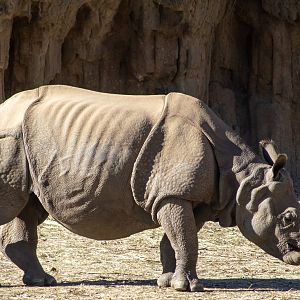 Greater One-horned Rhinoceros