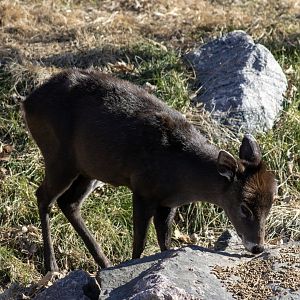 Tufted Deer