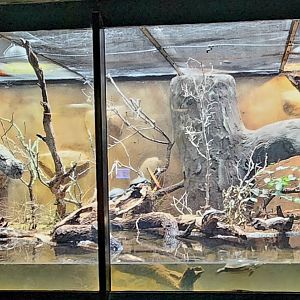 Reptilandia Reptile Lagoon - South-Central Europe Exhibit