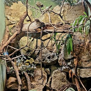 Reptilandia Reptile Lagoon - Diamond Python Exhibit
