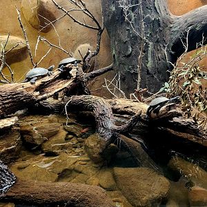 European Pond Turtles (Emys orbicularis)