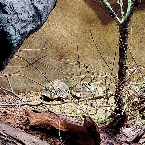 Greek Tortoises (Testudo graeca)