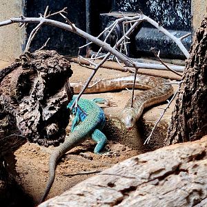 European Green Lizard (Lacerta viridis) and Sheltopusik (Pseudopus apodus)