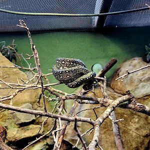 Diamond Python (Morelia spilota spilota)