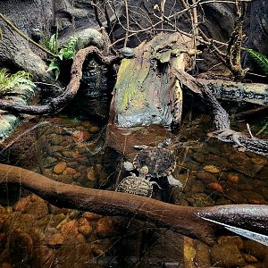 Turtles and Water Snake (See Description)