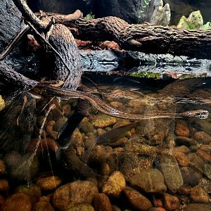Banded Water Snake (Nerodia fasciata) and Gulf Hammock Rat Snake (Pantherophis spiloides)