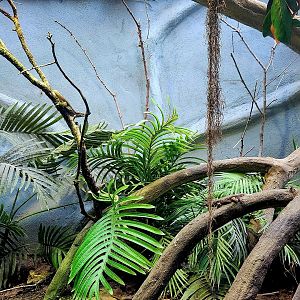 Northern Curly-Tailed Lizards (Leiocephalus carinatus)