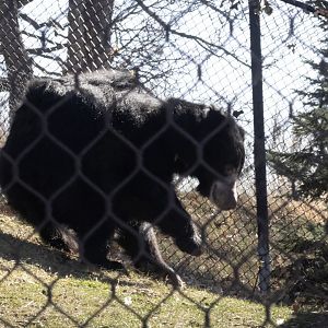 Sloth Bear