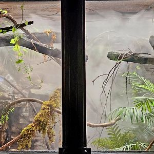 Reptilandia Reptile Lagoon - Mangshan Pit Viper Exhibit