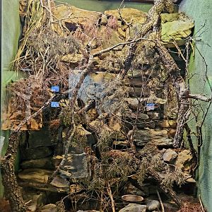 Reptilandia Reptile Lagoon - Texas Alligator Lizard Exhibit