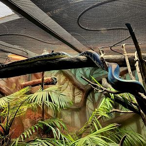 Boelen's Python (Simalia boeleni)