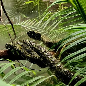 Mangshan Pit Vipers (Protobothrops mangshanensis)