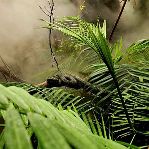 Mangshan Pit Vipers (Protobothrops mangshanensis)
