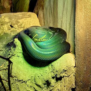 Boelen's Python (Simalia boeleni)