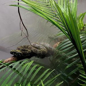 Mangshan Pit Vipers (Protobothtops mangshanensis)