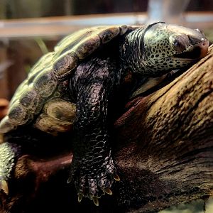 Texas Diamondback Terrapin (Malaclemys terrapin littoralis)