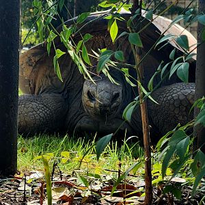 Aldabra Giant Tortoise (Aldabrachelys gigantea)