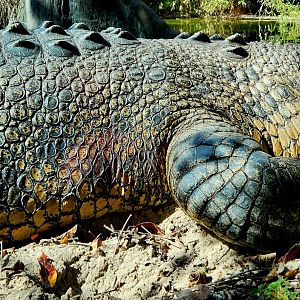 "Salty", Male Saltwater Crocodile (Crocodylus porosus)