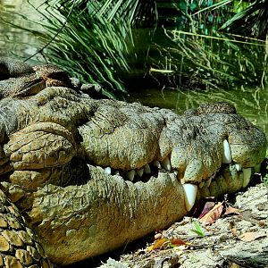 "Salty", Male Saltwater Crocodile (Crocodylus porosus)