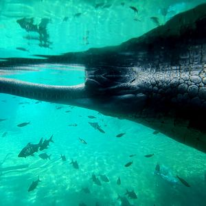 Gharial (Gavialis gangeticus)
