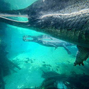 Gharials (Gavialis gangeticus)