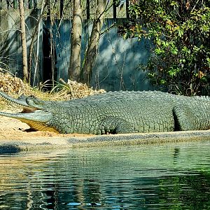 Gharial (Gavialis gangeticus)