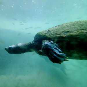 Painted Terrapin (Batagur borneoensis)