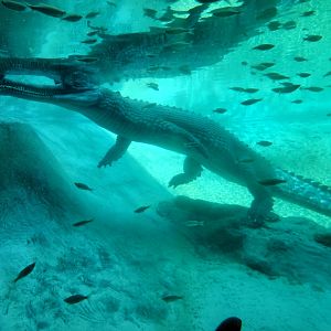Gharial (Gavialis gangeticus)