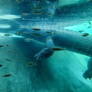 Gharial (Gavialis gangeticus)