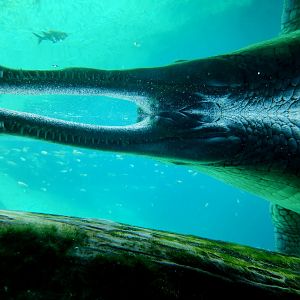 Gharial (Gavialis gangeticus)